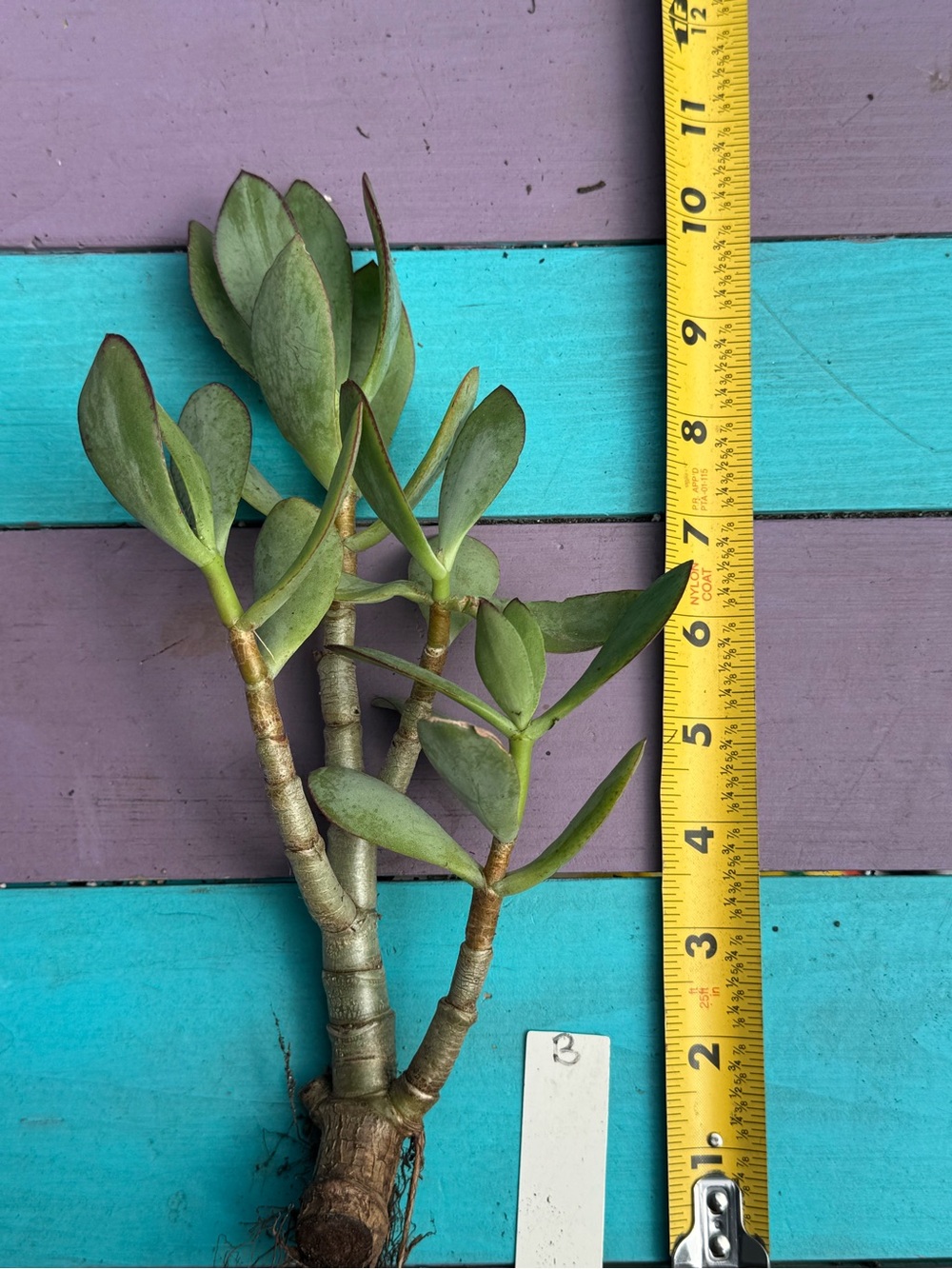 Silver Dollar Jade Plant (Crassula Arborescens) - Picture 5 of 5